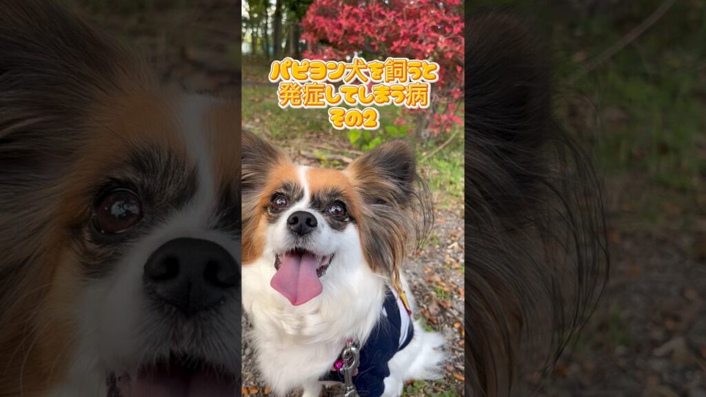 パピヨン犬を飼うと発症してしまう病その2  ＃かわいいパピヨン　#いぬのいるくらし　#犬を飼うと発症する病　# papillon ＃ハナちゃん　#リーナ