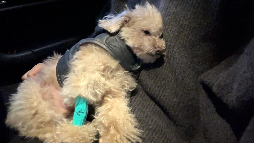 痙攣発作を起こした愛犬のMRI検査の結果が出ました。 痙攣発作を起こした愛犬のMRI検査の結果が出ました。