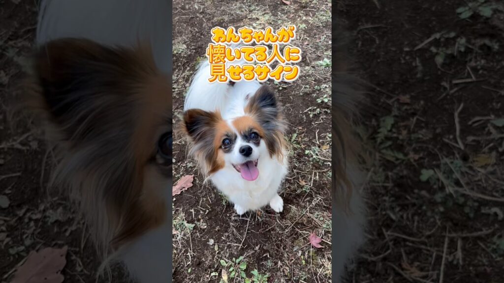 わんちゃんが懐いてる人に見せるサイン　#かわいいパピヨン　#かわいいいぬ　# papillon # papillon dog ＃いぬのいるくらし　#ハナちゃん　#リーナ