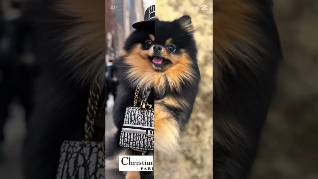 最新技術でおしゃれなDiorになるポメのDIOR【ポメラニアンのDIORとFENDI】#shorts  #犬  #ポメラニアン