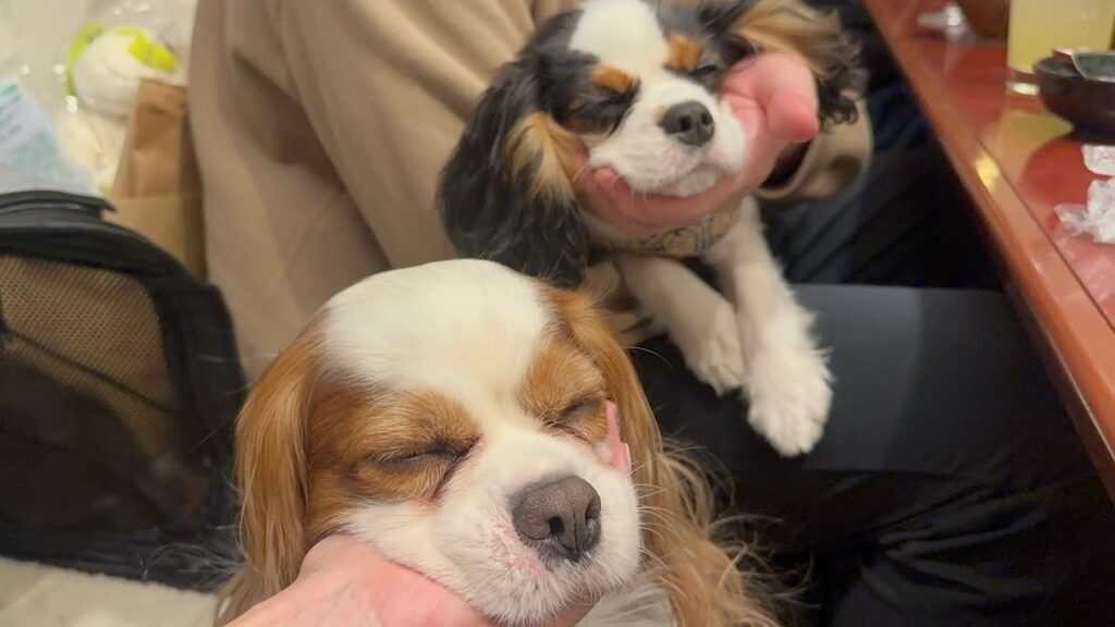 お迎えした子犬がはじめて焼き肉を食べに行ったらとろけました【キャバリアキングチャールズスパニエル】 お迎えした子犬がはじめて焼き肉を食べに行ったらとろけました【キャバリアキングチャールズスパニエル】