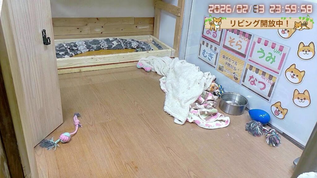 柴犬なつファミリー生配信【生後1歳＋157日】まだまだ抜けます。汗