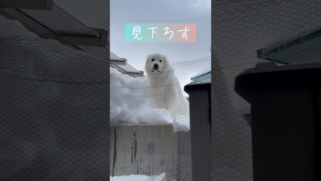 😂　　　　　　　　　　　　　　　　　　#グレートピレニーズ #大型犬のいる生活 #greatpyrenees