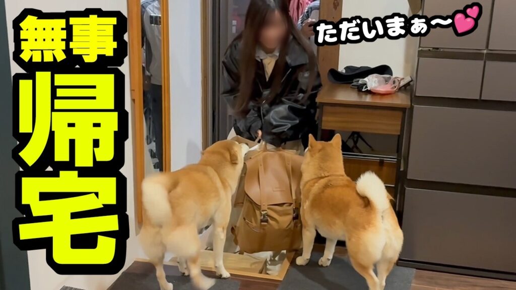 心配していた娘が3日ぶりに柴犬姉妹と再会へ 心配していた娘が3日ぶりに柴犬姉妹と再会へ
