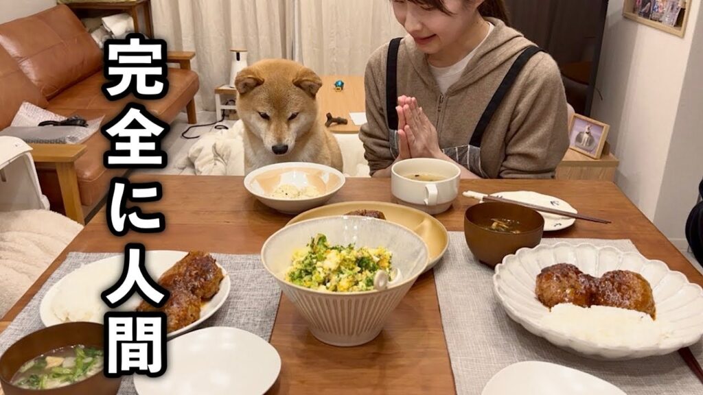 誰よりも早く着席し、まるで人間のようにみんなと一緒にご飯を食べる柴犬 誰よりも早く着席し、まるで人間のようにみんなと一緒にご飯を食べる柴犬
