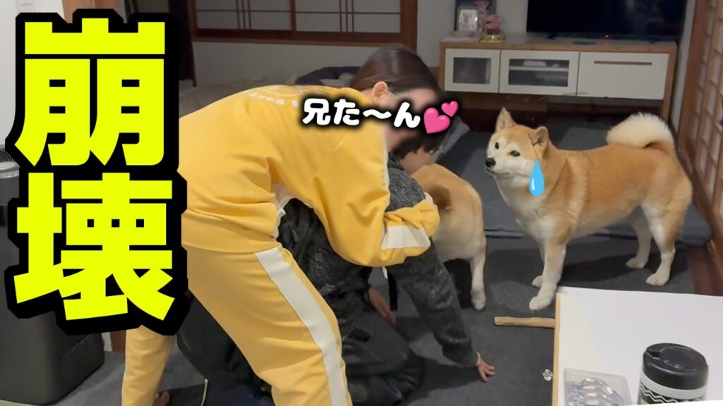 1ヶ月ぶり再会の兄に妹ハラ発動にドン引きする柴犬