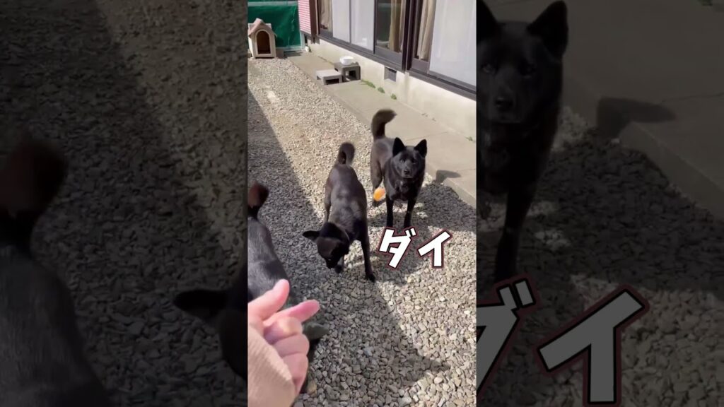 【甲斐犬】おやつキャッチが上手な子と苦手な子 【甲斐犬】おやつキャッチが上手な子と苦手な子