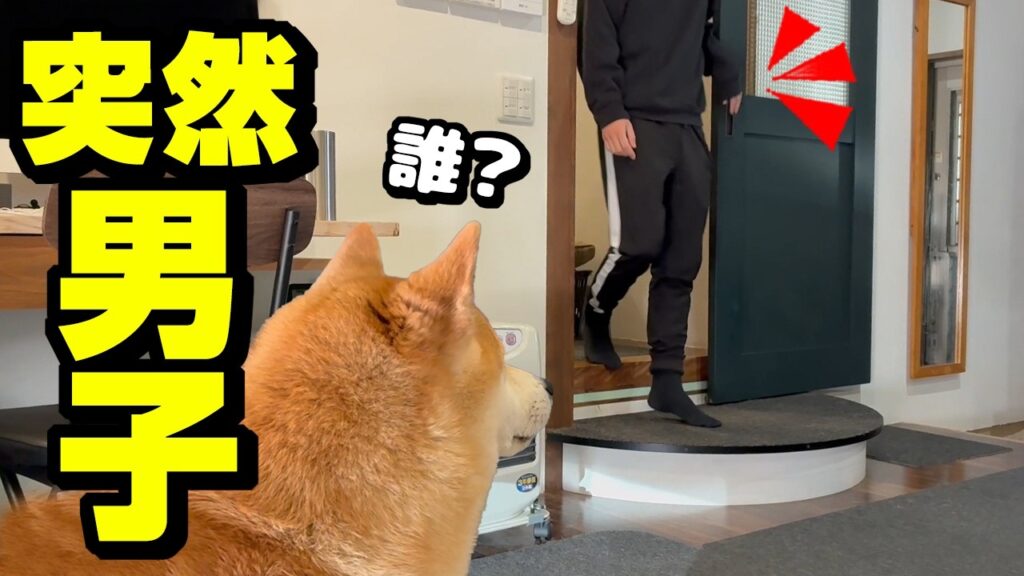 突然、兄じゃない男子が現れパパも柴犬姉妹も大混乱に…