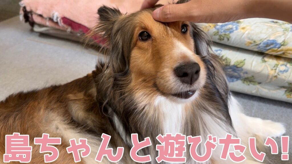 【シェルティ】島ちゃんと遊びたい🐾【可愛いねぇ】 【シェルティ】島ちゃんと遊びたい🐾【可愛いねぇ】