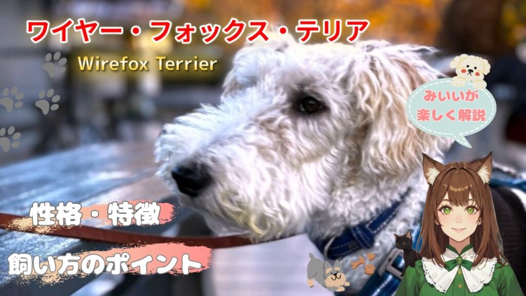 【ワイヤー・フォックス・テリア】この犬、ただの可愛いじゃ終わらない!!ワイヤーの意外な歴史や豆知識に飼い方のポイントまで、まるごと解説♪#犬 #ワイヤーフォックステリア #わんこラボ #小型犬 【ワイヤー・フォックス・テリア】この犬、ただの可愛いじゃ終わらない!!ワイヤーの意外な歴史や豆知識に飼い方のポイントまで、まるごと解説♪#犬 #ワイヤーフォックステリア #わんこラボ #小型犬