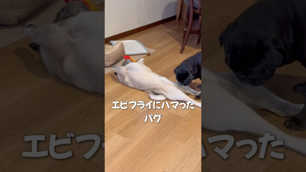 エビフライにハマったパグ#pug #モンティラパグパグ