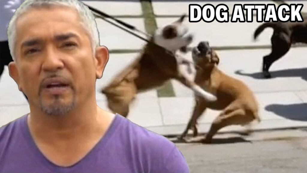 この2匹のボクサー犬を治せるか？ | セザール911 シーズン1、エピソード2 - パート1