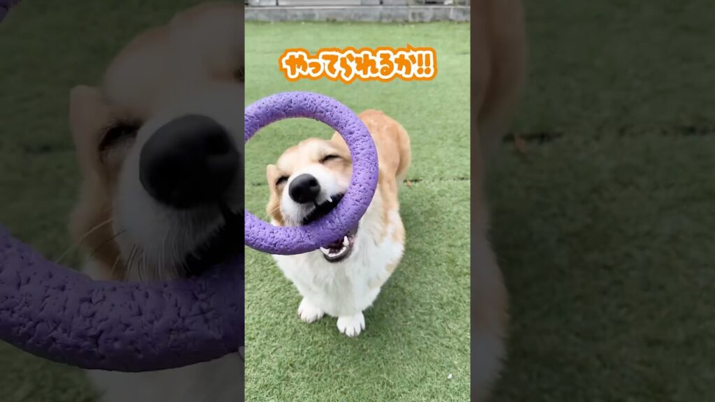 コーギーにしつこくお願いしたら反抗してきた　#犬 #corgi