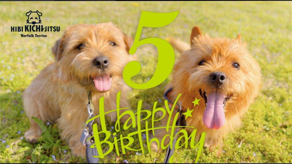 KICHI Happy 5th Birthday with NUTS【お誕生日 5歳 ノーフォークテリア norfolkterrier norwichterrier terriers】 KICHI Happy 5th Birthday with NUTS【お誕生日 5歳 ノーフォークテリア norfolkterrier norwichterrier terriers】