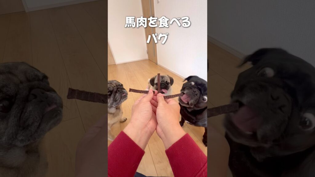 馬肉を食べるパグ#pug #モンティラパグパグ