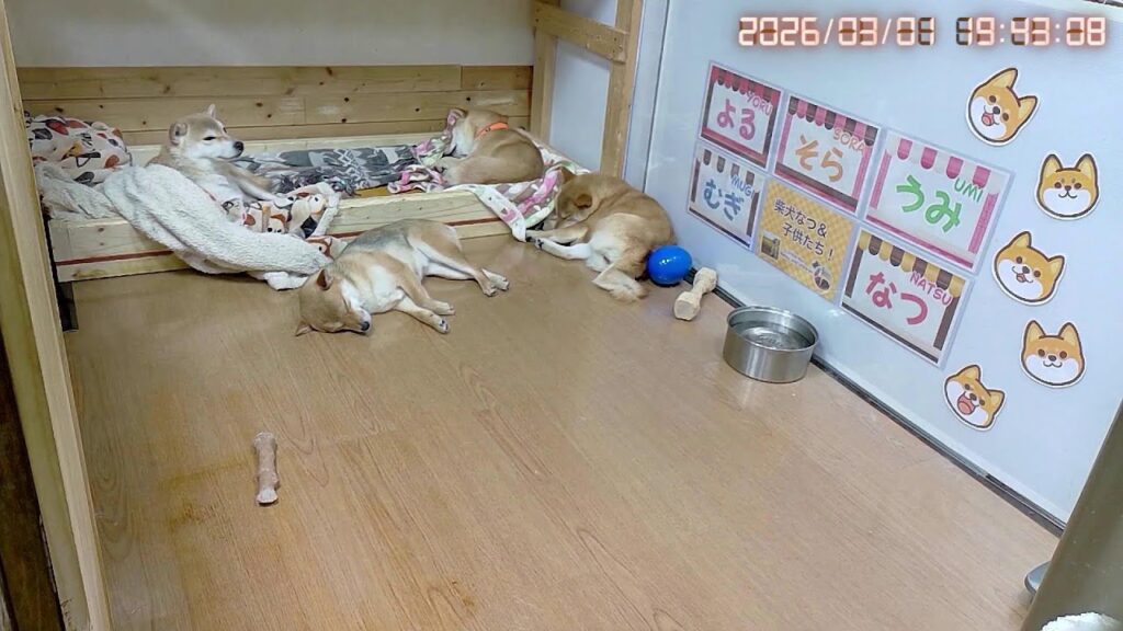 柴犬なつファミリー生配信【生後1歳＋173日】目に入れても痛くない柴！？笑
