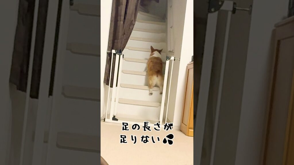 足が短くて落ちた💦 #コーギー #corgi