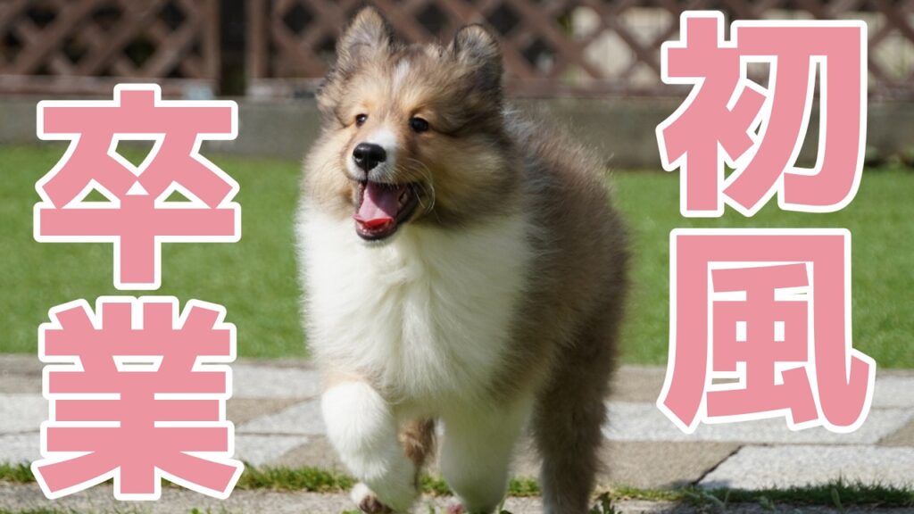 【シェルティ】初風ちゃん卒業🌸【おめでとう】 【シェルティ】初風ちゃん卒業🌸【おめでとう】