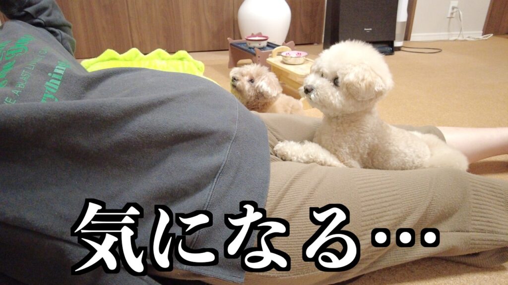 最近大きくなったママのお腹が気になるのか不思議そうな愛犬