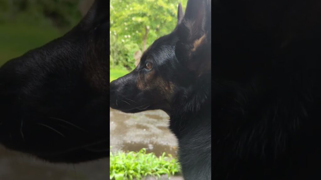 梅雨の時期のシェパード🐕‍🦺😅