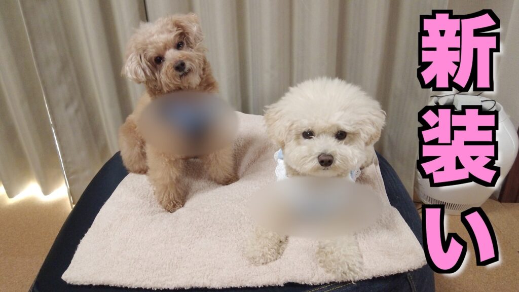 洋服嫌いの愛犬が歩いてくれるハーネスをやっと入手できました! 洋服嫌いの愛犬が歩いてくれるハーネスをやっと入手できました!