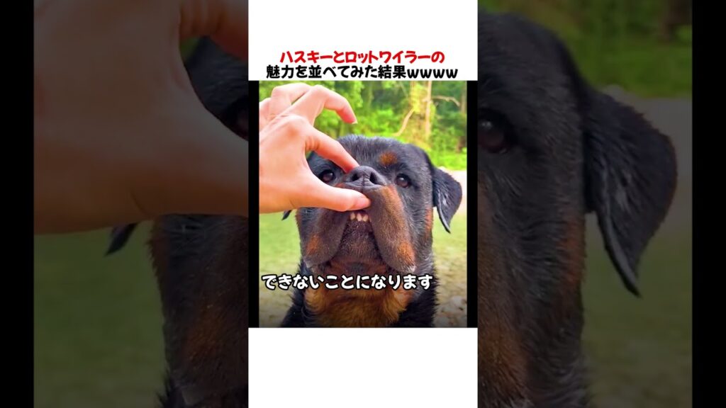 ハスキーとロットワイラーの魅力を並べてみた結果ｗｗｗｗｗ
