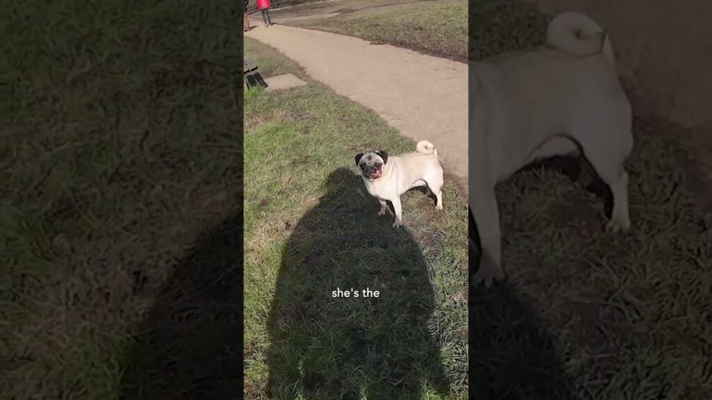 Rescued from a dog meat farm in China 🤯 #pug