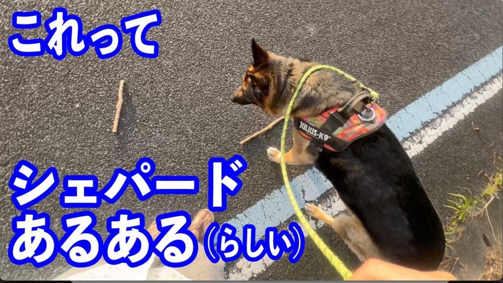 どうやらこれってシェパードあるあるらしい...
