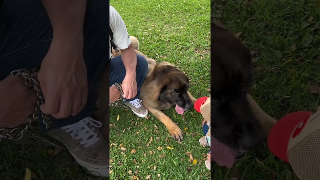 【超大型犬】　ショート 公園で散歩？　Leonberger　レオンベルガー #Shorts   #超大型犬のいる生活 #レオンベルガー