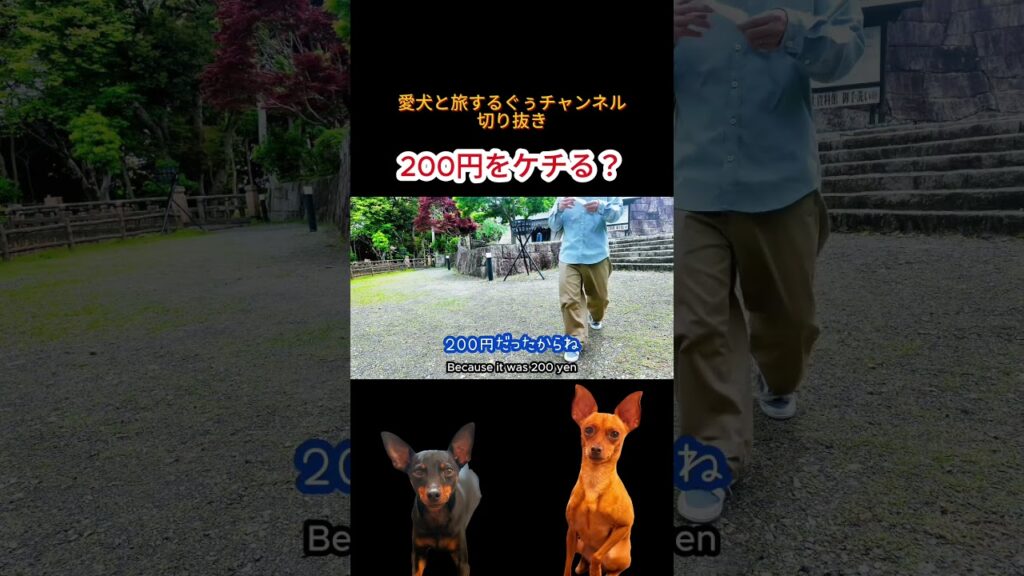 【犬旅vlog】ケチな旦那 #ミニチュアピンシャー #miniaturepinscher #犬のいる生活 #おでかけvlog #ミニピン 【犬旅vlog】ケチな旦那 #ミニチュアピンシャー #miniaturepinscher #犬のいる生活 #おでかけvlog #ミニピン
