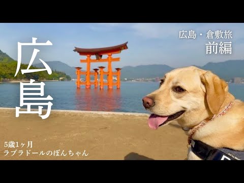 【ラブラドール#185】広島・倉敷旅① 犬も人も宮島と広島グルメを満喫★labrador retriever ラブラドールレトリバー 大型犬 【ラブラドール#185】広島・倉敷旅① 犬も人も宮島と広島グルメを満喫★labrador retriever ラブラドールレトリバー 大型犬