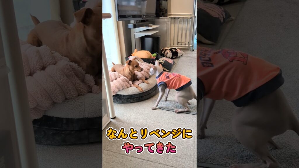 ベッド争奪 ミニピンvsスフィンクス #shorts ベッド争奪 ミニピンvsスフィンクス #shorts
