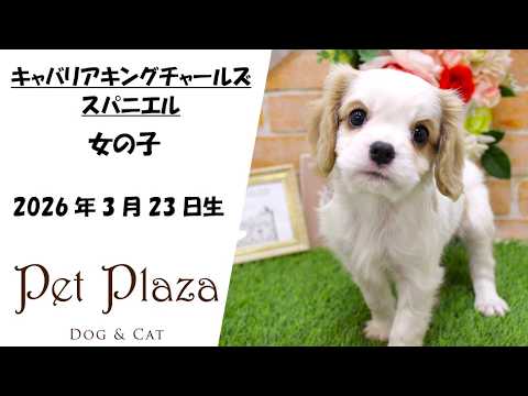 ワンちゃん紹介★キャバリアキングチャールズスパニエル【ペット・プラザ三田店】
