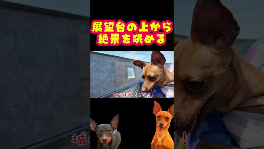 【犬旅vlog】展望台からみる絶景 #ミニチュアピンシャー #miniaturepinscher #おでかけvlog 【犬旅vlog】展望台からみる絶景 #ミニチュアピンシャー #miniaturepinscher #おでかけvlog