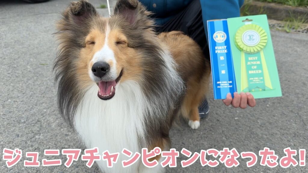 【シェルティ】ジュニアチャンピオンになったよ✨【頑張ったね】 【シェルティ】ジュニアチャンピオンになったよ✨【頑張ったね】
