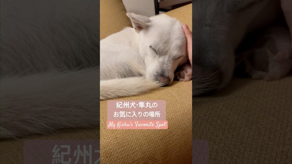紀州犬・隼丸のお気に入りの場所｜My Kishu's Favorite Spot of the House