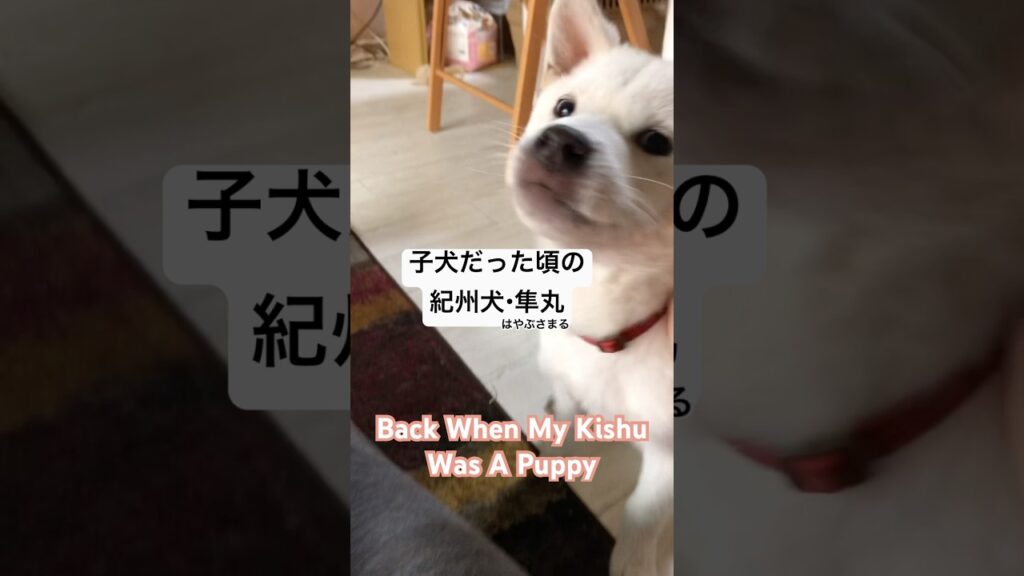 Back When My Kishu Was A Puppy | 紀州犬・隼丸が子犬だった頃 #japanesedog #紀州犬 #犬のいる暮らし #kishu