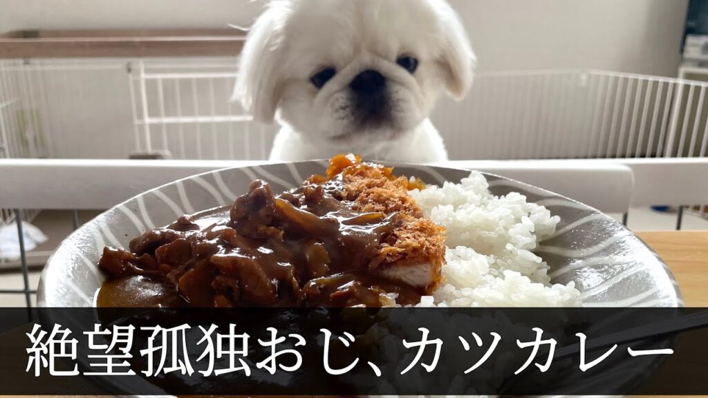 絶望孤独おじ、渾身のカツカレー。ぺきおに3000円のおもちゃ