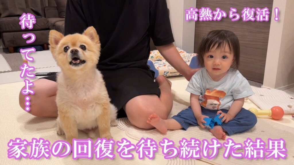 体調不良でダウンした家族の回復を待ち続けたポメラニアンがこうなりました… 体調不良でダウンした家族の回復を待ち続けたポメラニアンがこうなりました…