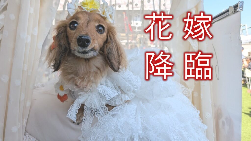 【可愛すぎ注意】わんわんモールで愛犬が大変身しました【カニンヘンダックスえびすの日常】 【可愛すぎ注意】わんわんモールで愛犬が大変身しました【カニンヘンダックスえびすの日常】