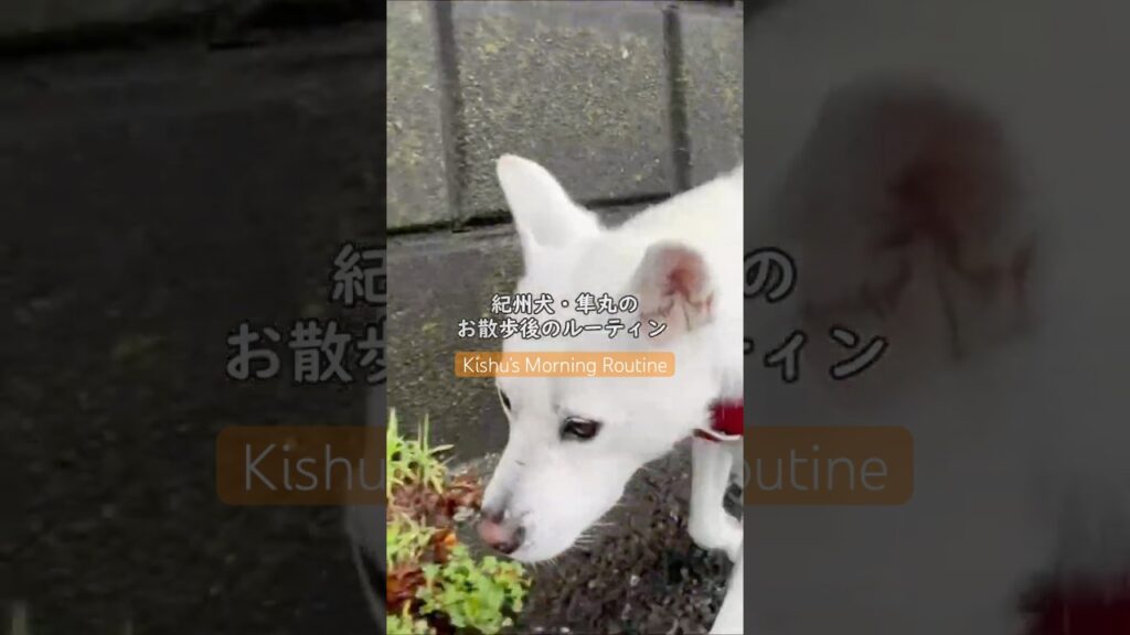 紀州犬・隼丸のお散歩後のルーティン｜My Kishu's After Morning Walk Routine