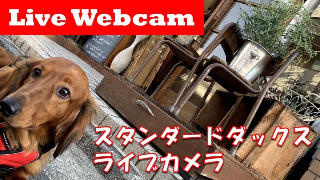【ライブカメラ】ダックスフンド・ハリーの生配信 【ライブカメラ】ダックスフンド・ハリーの生配信
