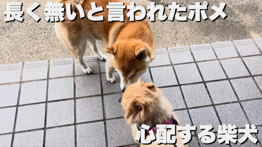 「もう長くない…」と言われたポメ。裏で心配する柴犬の姿がありました