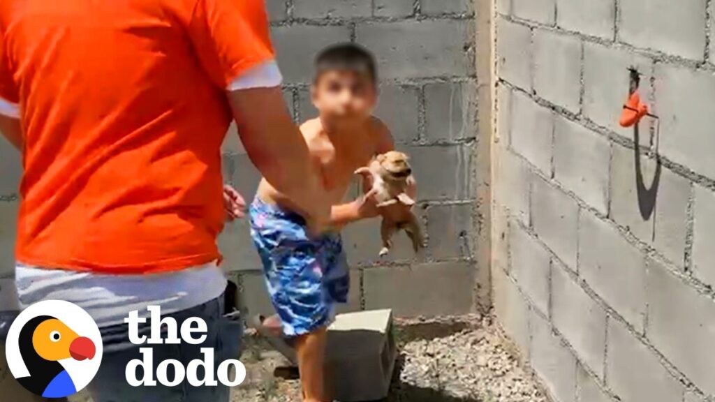Little Boy Been Sneaking Out Of Home To Feed Stray Puppies | The Dodo Little Boy Been Sneaking Out Of Home To Feed Stray Puppies | The Dodo