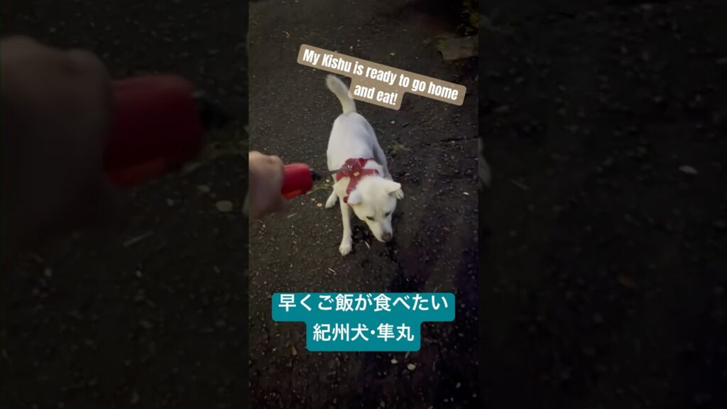 紀州犬・隼丸の早く切り上げたい夕方の散歩｜Haya isn't in the Mood for Her Evening Walk