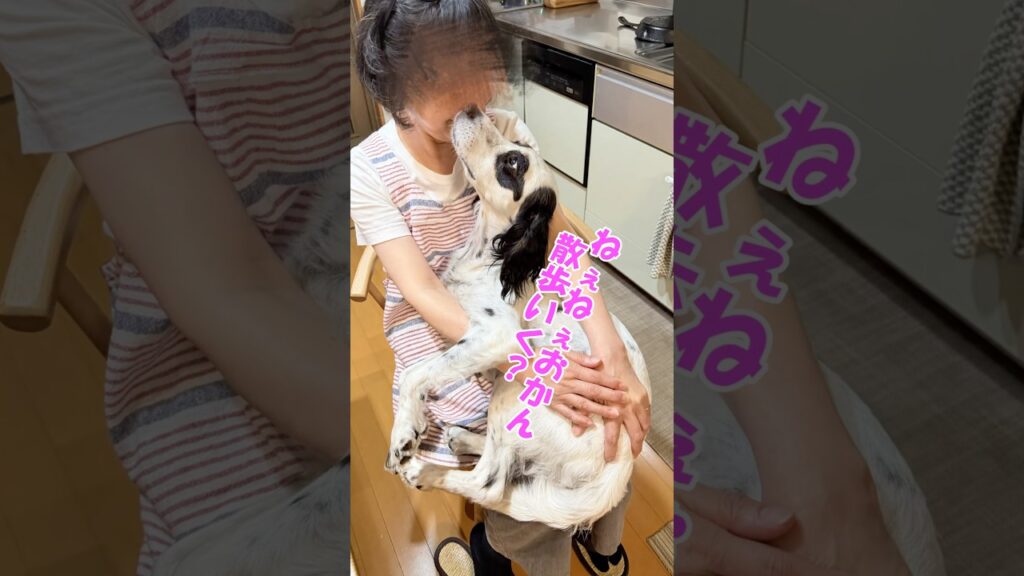 散歩行く？　#イングリッシュセター　#今日のワンコ