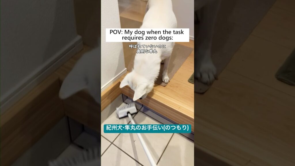 POV: My dog when the task requires zero dogs | 真剣な様子の紀州犬・隼丸