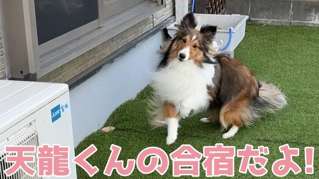 【シェルティ】天龍くんの合宿だよ💕【ワクワクだね】 【シェルティ】天龍くんの合宿だよ💕【ワクワクだね】