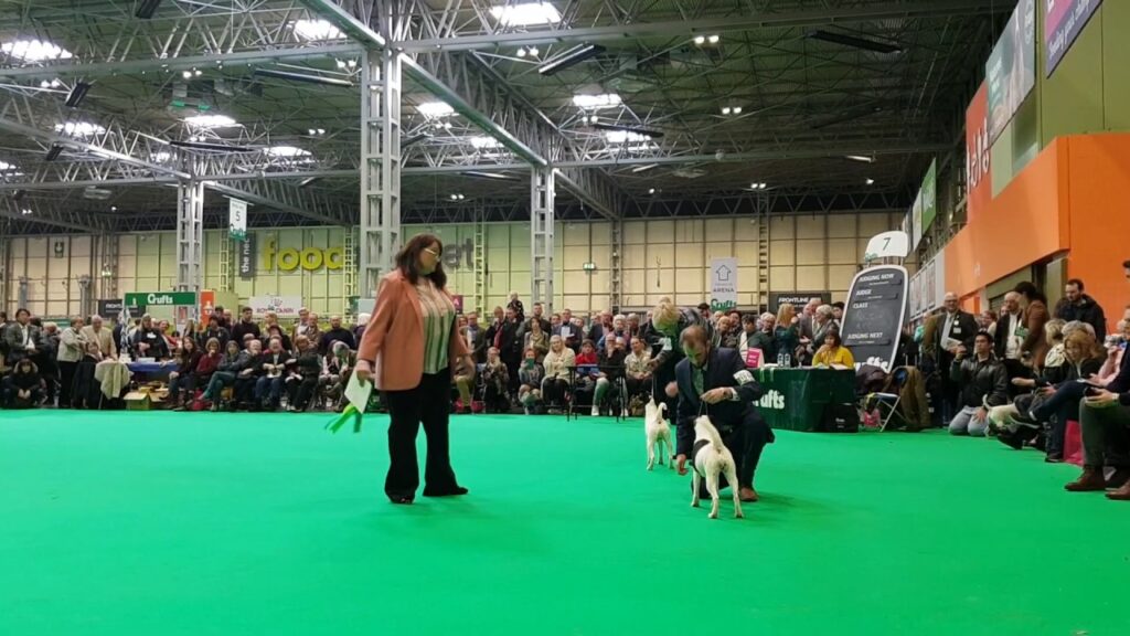 Crufts 2019, Smooth Fox Terrier - BOB