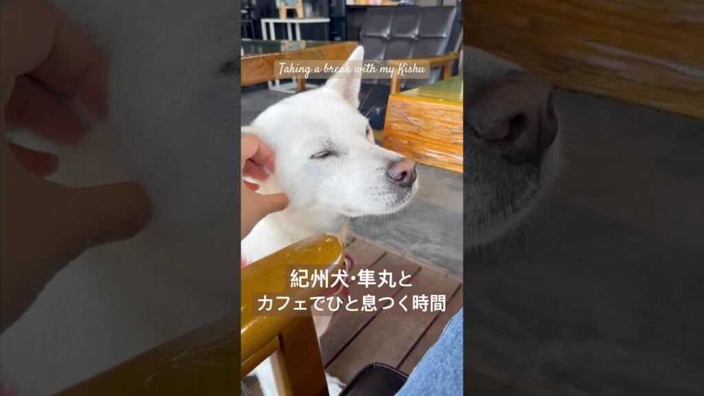 ☕️紀州犬・隼丸とカフェで一休み｜Taking a Break at a Café with my Kishu